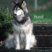 Hund