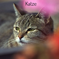 Katze