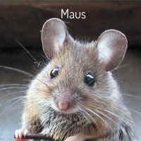 Maus