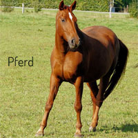 Pferd