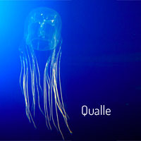 Qualle