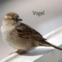 Vogel