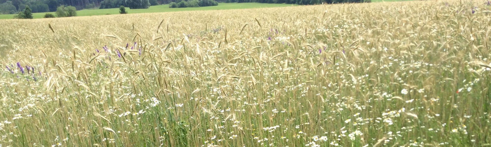 Getreidefeld im Landkreis Starnberg