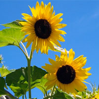 Sonnenblumen