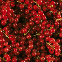 Johannisbeeren