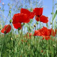 Mohn