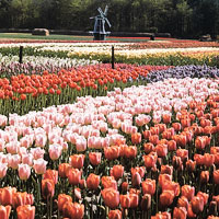 Tulpen