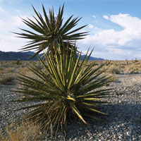 Yucca