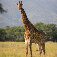 Giraffe