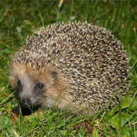 igel