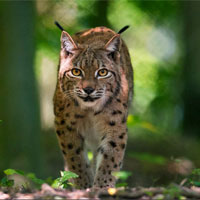 luchs