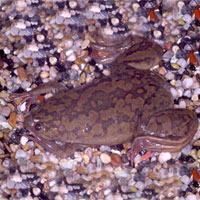 Xenopus