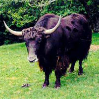 Yak