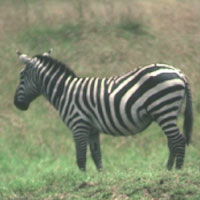 Zebra